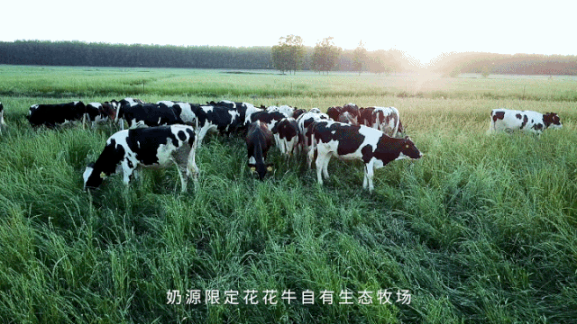 榮譽 | 花花牛乳業(yè)集團旗下七家子公司 獲評河南省“農(nóng)業(yè)產(chǎn)業(yè)化重點龍頭企業(yè)” 榮譽 | 花花牛乳業(yè)集團旗下七家子公司 獲評河南省“農(nóng)業(yè)產(chǎn)業(yè)化重點龍頭企業(yè)”